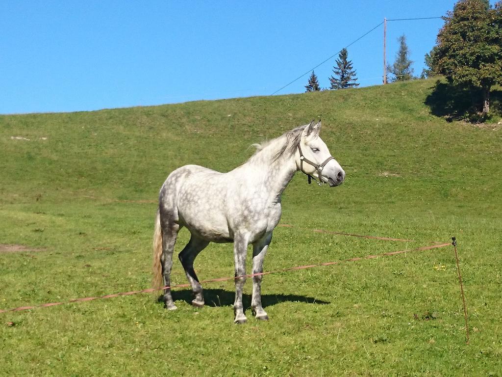 Bio-Bauernhof Kurzeck Göstling an der Ybbs Exterior foto